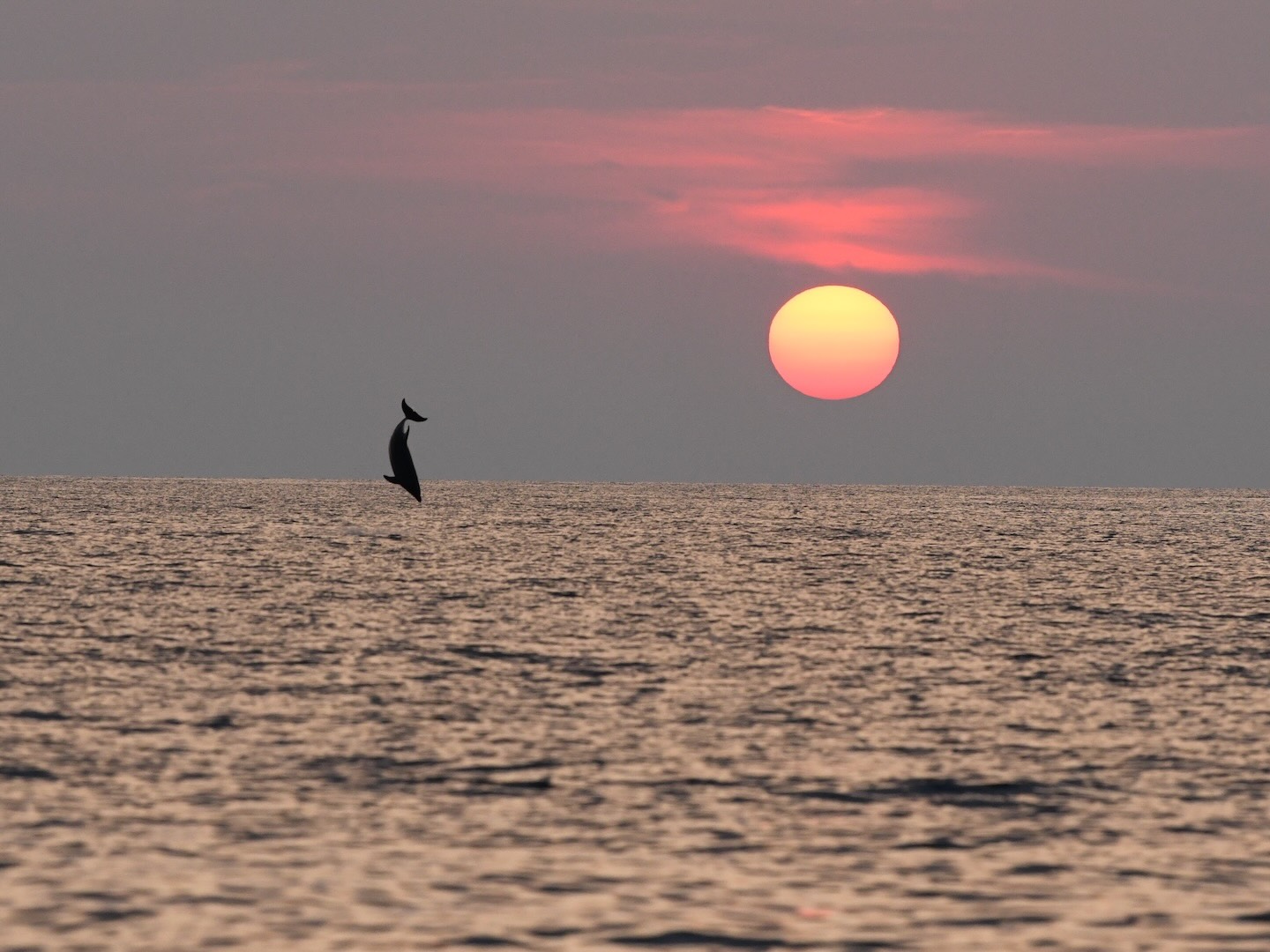 dolphin watching lošinj