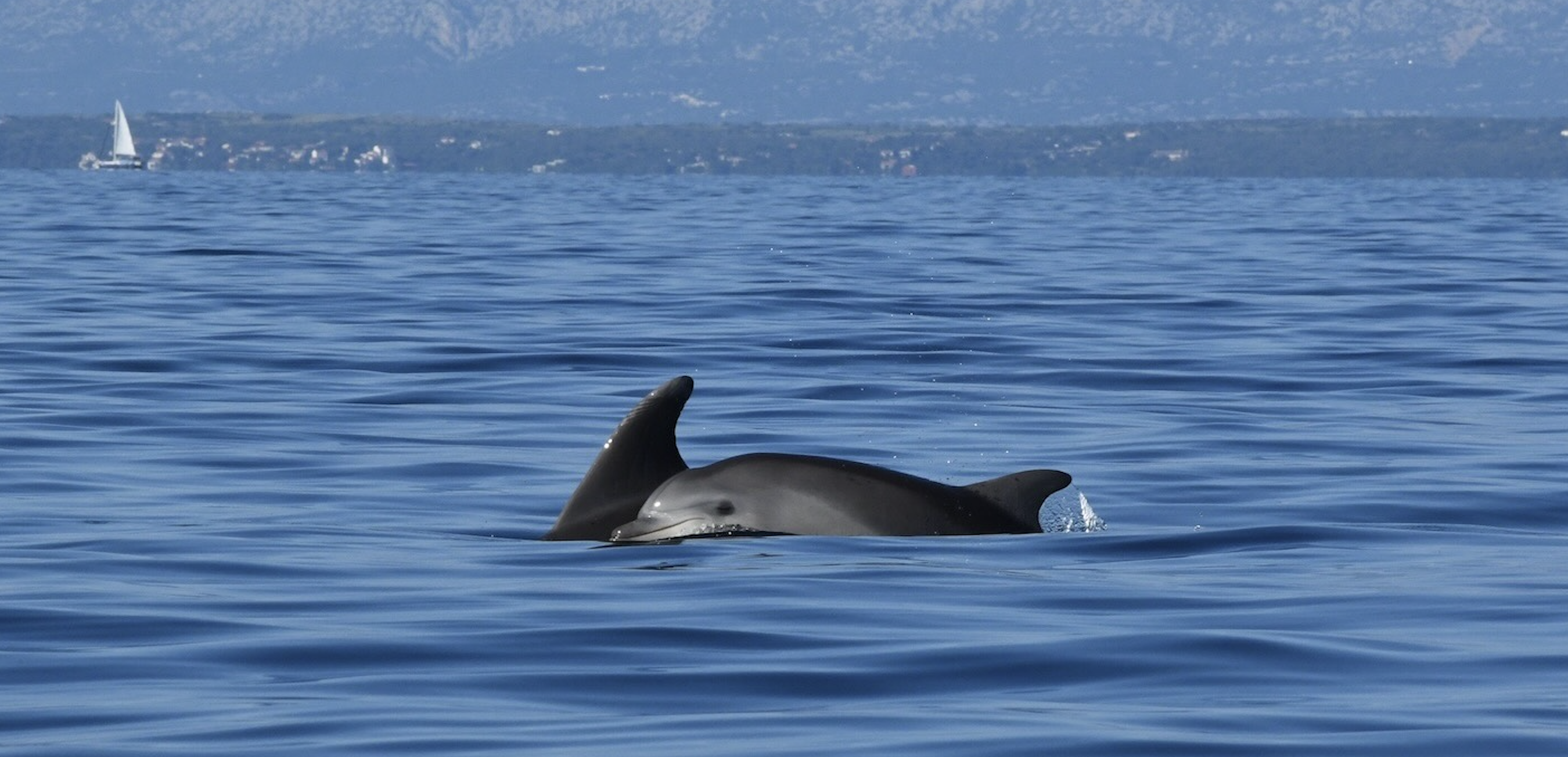 Dolphin watching Lošinj