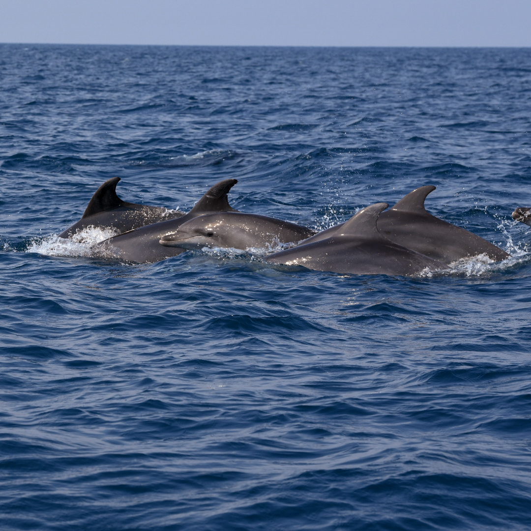 premium dolphin watching