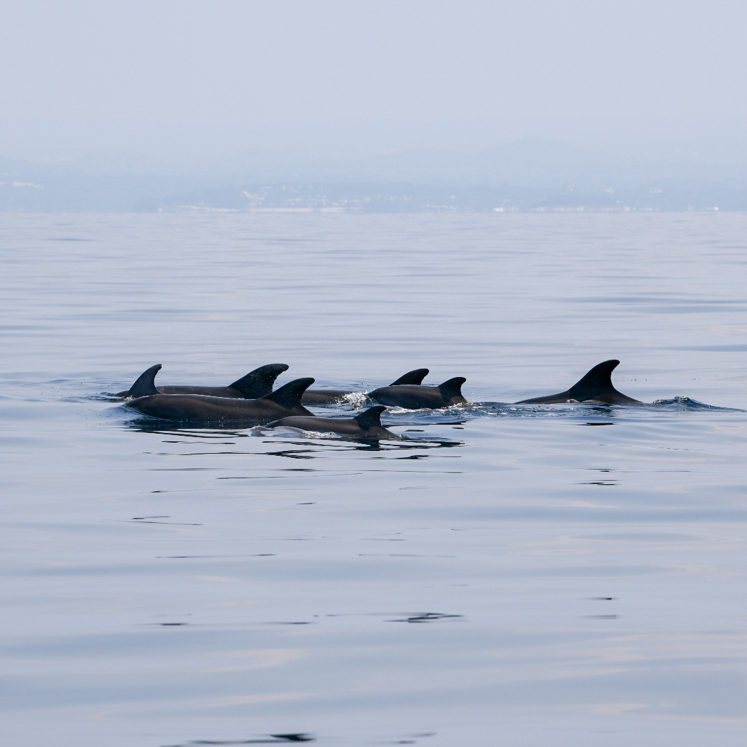 standard dolphin watching